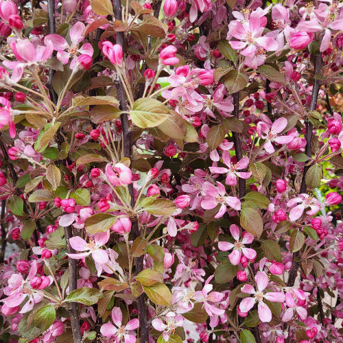Malus Appletini - Flowering Crabapple