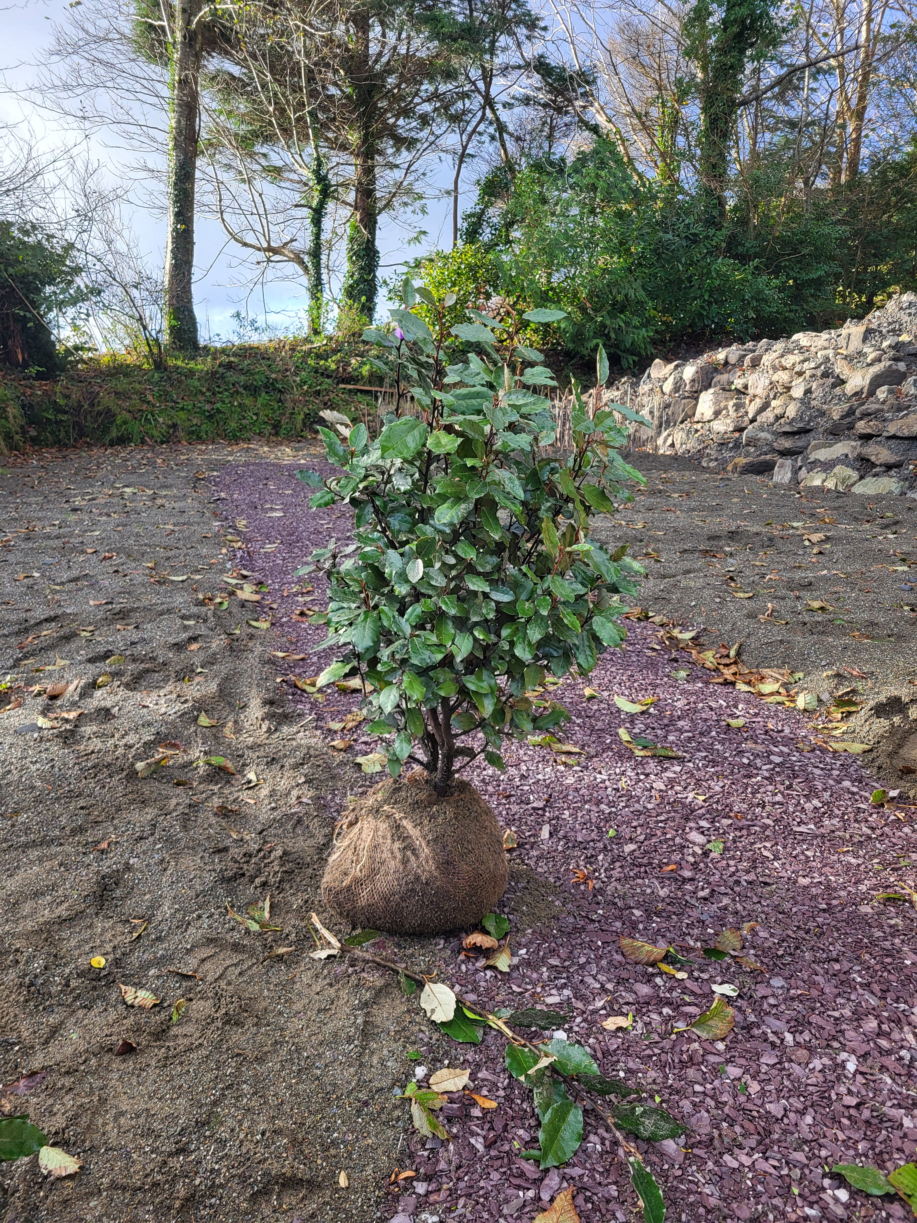 Elaeagnus x ebbingei Compacta