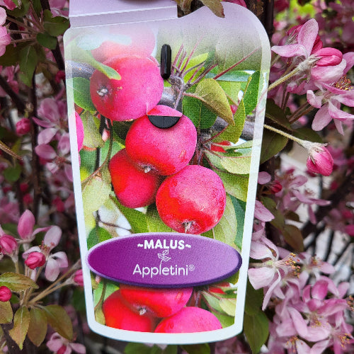 Malus Appletini - Flowering Crabapple