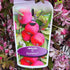 Malus Appletini - Flowering Crabapple