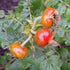 Rosa Zwerg (Admiration) - Rugosa Rose