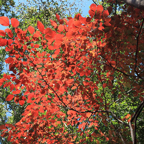 Sapium japonicum (Neoshirakia japonica)