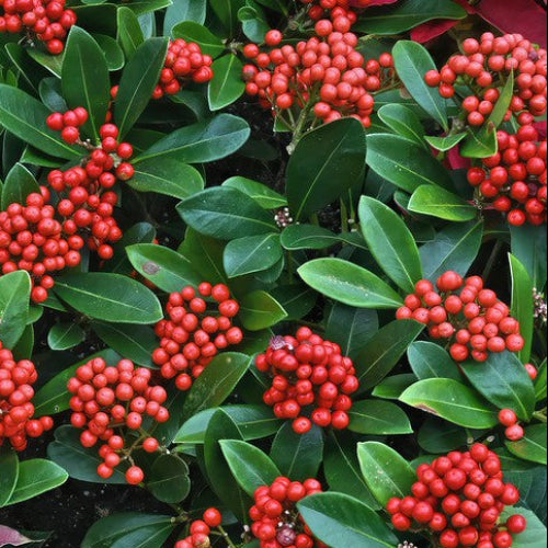 Skimmia japonica Temptation
