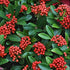 Skimmia japonica Temptation