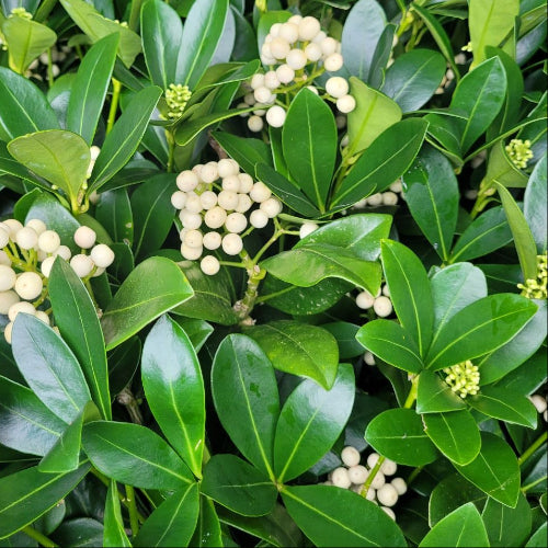 Skimmia japonica Temptation Alba