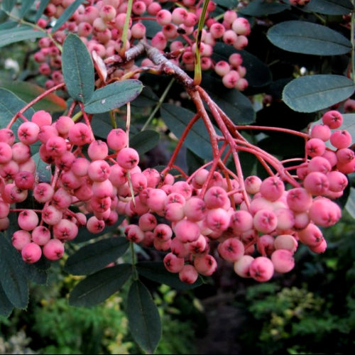 Sorbus hupehensis November Pink