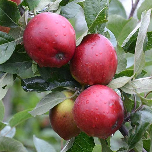 Apple Tremlett's Bitter