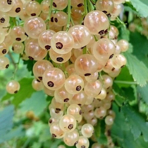 Whitecurrant Witte Parel