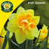 Daffodil Apotheose - Future Forests