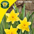 Daffodil Tamara - Future Forests