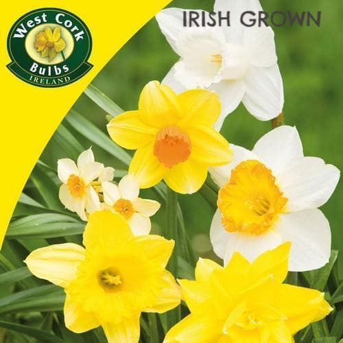 Daffodil - Mixed varieties - Future Forests