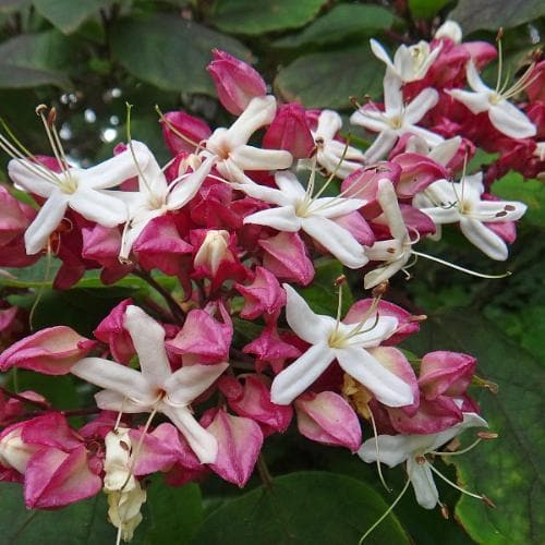 Clerodendrum trichotomum - Future Forests
