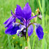 Iris sibirica Blue King