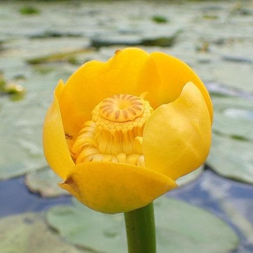 Nuphar lutea - Yellow Water Lily
