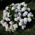 Hydrangea macrophylla Bianco (Hbabia)