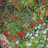 Salvia greggii Royal Bumble
