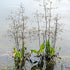 Alisma plantago-aquatica - Water Plantain