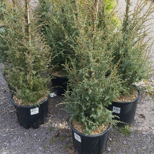 Juniperus communis Hibernica