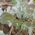 Eucalyptus cinerea