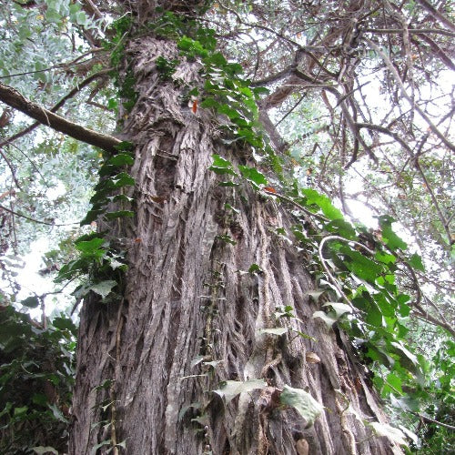 Eucalyptus cinerea