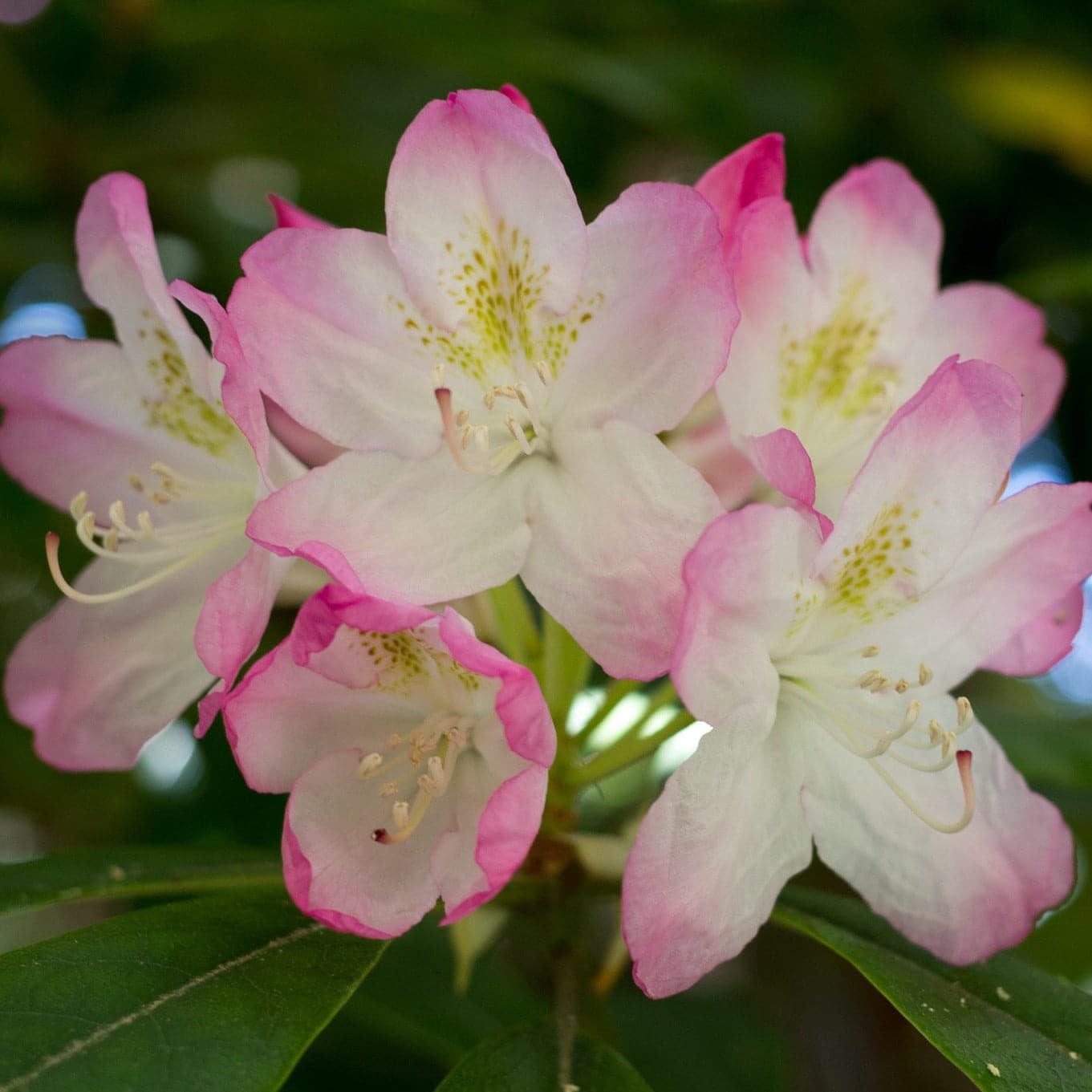 Rhododendron Lady Alice Fitzwilliam