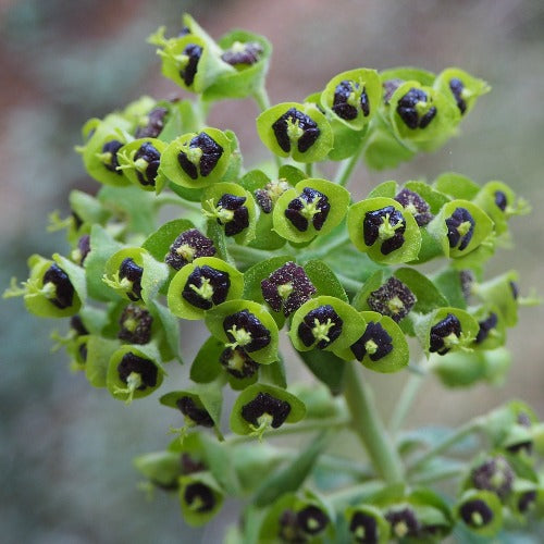 Euphorbia characias subsp. characias