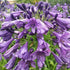 Agapanthus Poppin Purple