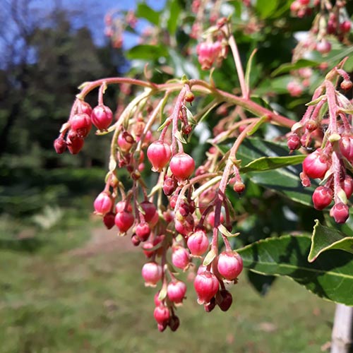 Arbutus x reyorum