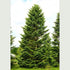 Abies nordmanniana - Future Forests