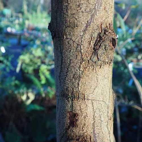 Acacia melanoxylon - Future Forests