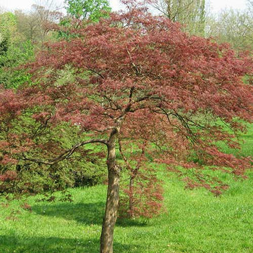 Trees – Future Forests