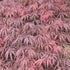 Acer palmatum Dissectum Garnet