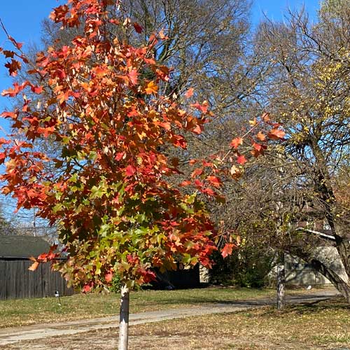 Acer platanoides Pacific Sunset (Syn. Warren's Red)