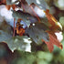 Acer pseudoplatanus Spaethii  (syn. Atropurpureum)