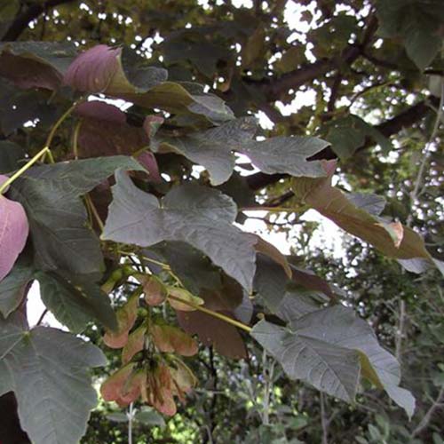 Acer pseudoplatanus Spaethii  (syn. Atropurpureum)