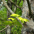Acer pseudoplatanus Worley