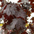 Acer platanoides Crimson King - Future Forests