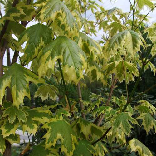 Acer platanoides Drummondii - Future Forests
