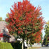 Acer platanoides Keith’s Form (syn. Norwegian Sunset®)