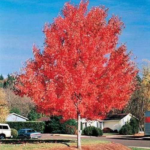 Acer rubrum Red Sunset - Future Forests