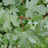 Acer campestre - Field Maple - Future Forests