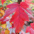 Acer x freemanii Autumn Blaze - Future Forests