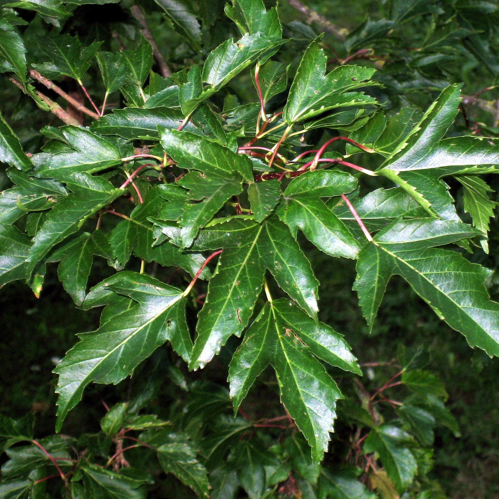 Acer ginnala - Amur Maple - Future Forests