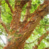 Acer griseum - Paperbark Maple - Future Forests