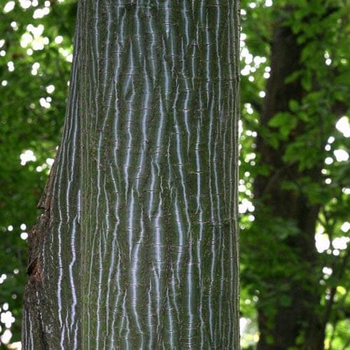 Acer grosseri var. hersii - Snakebark Maple - Future Forests