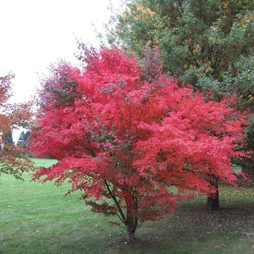 Acer palmatum Atropurpureum – Future Forests