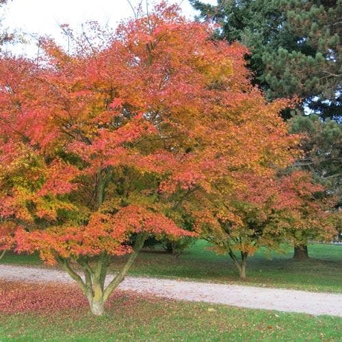 Acer palmatum Atropurpureum - Future Forests