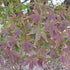 Acer palmatum Atropurpureum - Future Forests