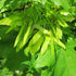 Acer platanoides - Norway Maple - Future Forests