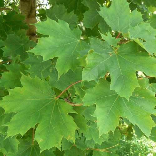 Acer platanoides - Norway Maple - Future Forests